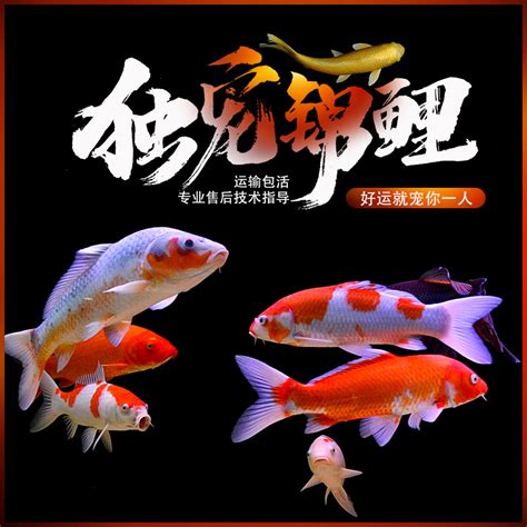 蛇魚好養嗎 風水 種類